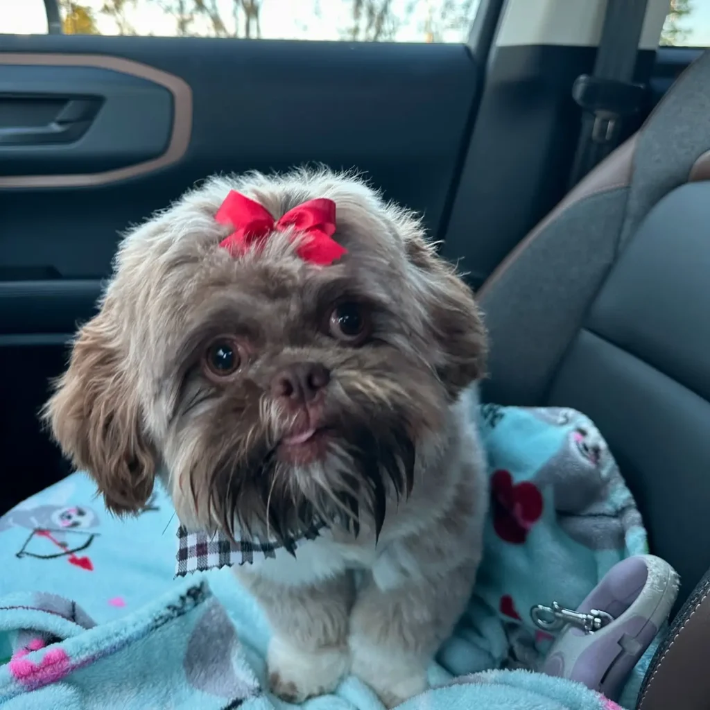 21 Must-Try Shih Tzu Grooming Styles! (Cool & Trendy) 15 maple the shihtzu 465485605 2859116620929001 65606529009503475 n