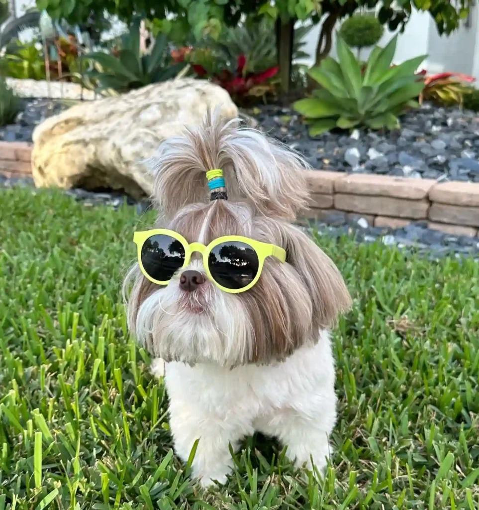 21 Must-Try Shih Tzu Grooming Styles! (Cool & Trendy) 14 mojo shihtzuofli 315788475 1541855432929114 6047013618885281471 n