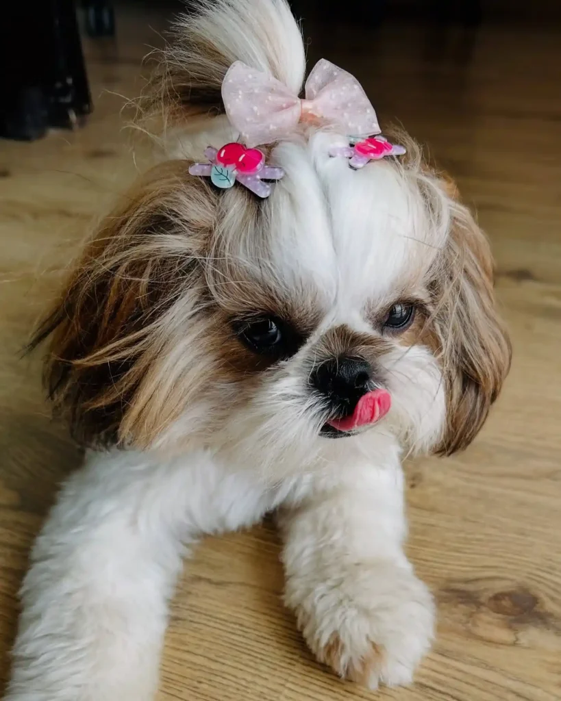 21 Must-Try Shih Tzu Grooming Styles! (Cool & Trendy) 13 phiphi.theshihtzu 469815871 1645671799360701 4905003162043226780 n