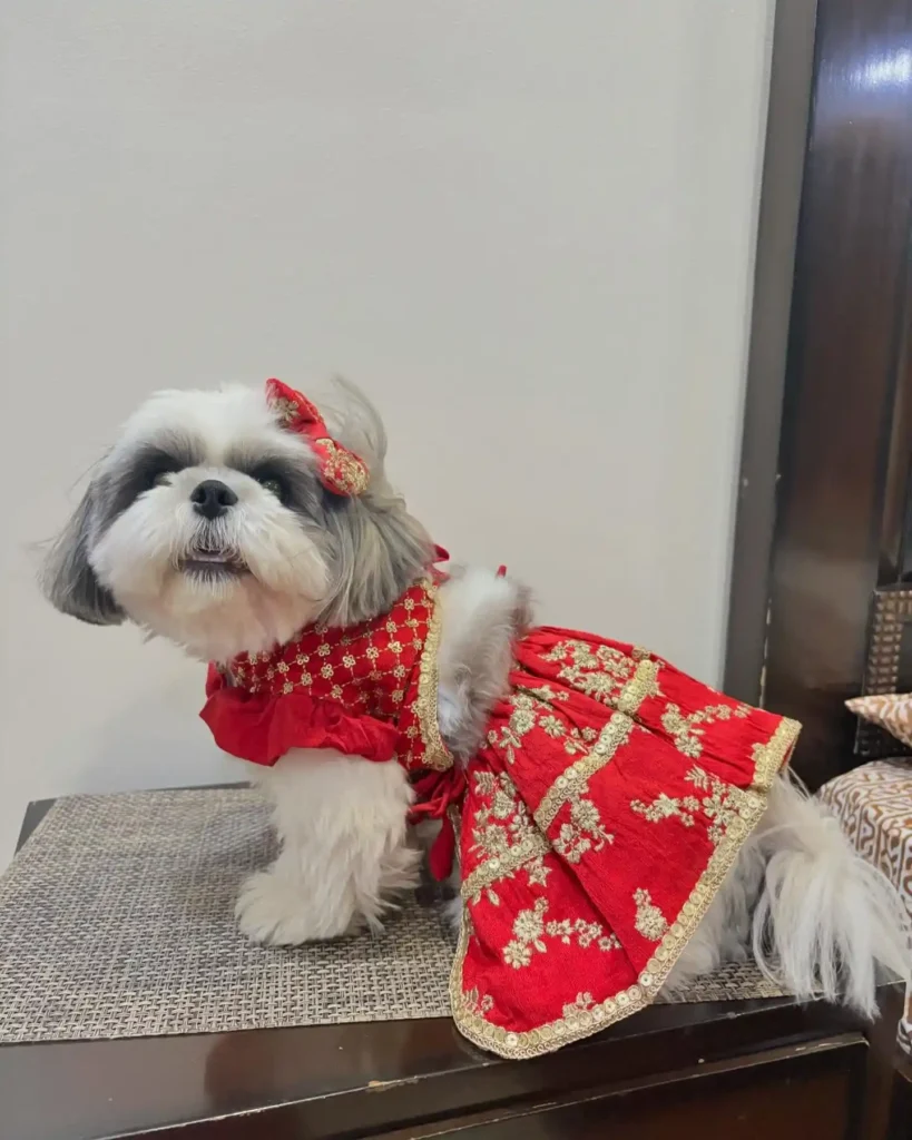 21 Must-Try Shih Tzu Grooming Styles! (Cool & Trendy) 12 pixiee pooh 465287796 18009456212689940 230583095401362034 n