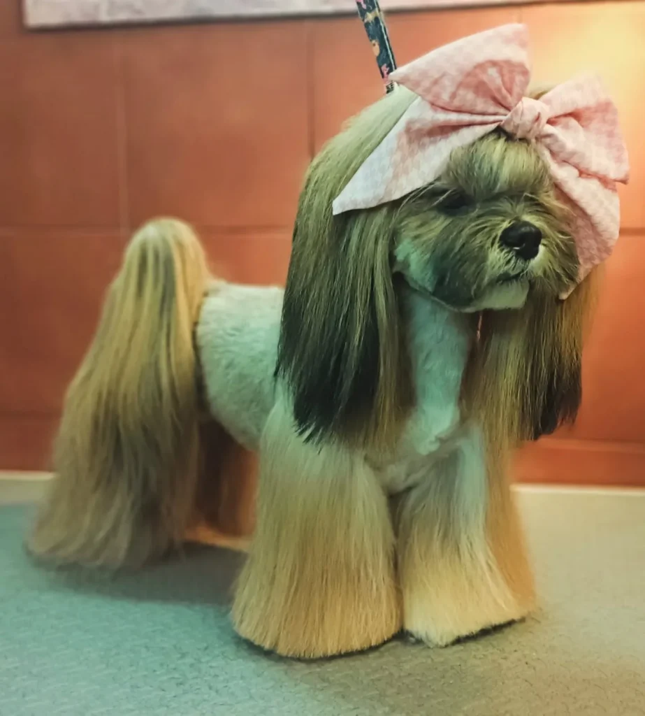 21 Must-Try Shih Tzu Grooming Styles! (Cool & Trendy) 11 rose.lhasa 412335879 1040995330519558 3807343267394245040 n 1
