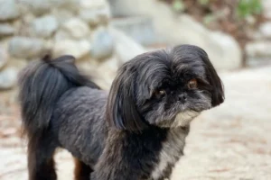21 Must-Try Shih Tzu Grooming Styles! (Cool & Trendy)