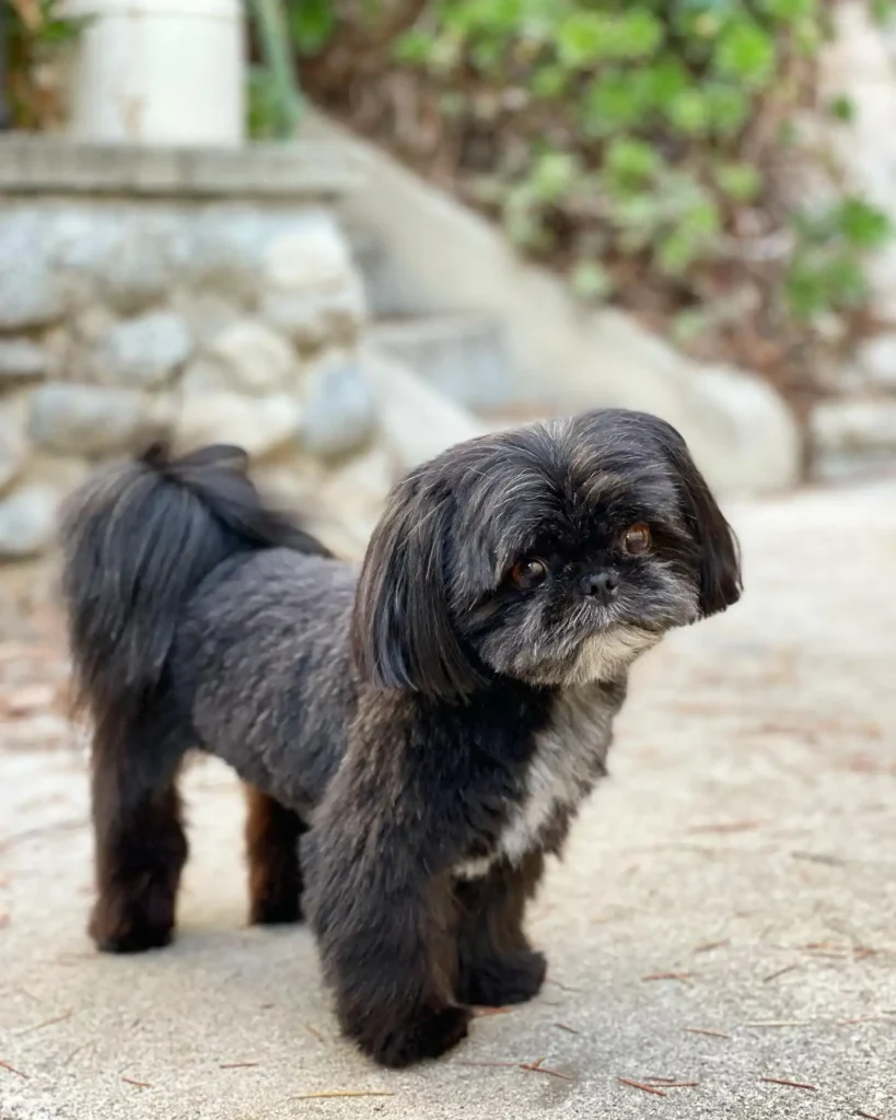 21 Must-Try Shih Tzu Grooming Styles! (Cool & Trendy) 10 shihtzushadow 253570742 607653490432689 8454855389207797946 n