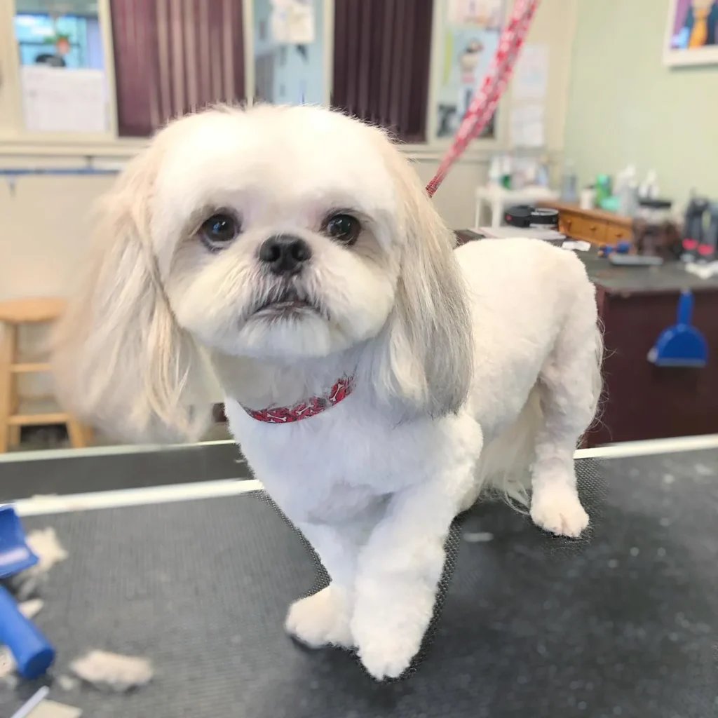 21 Must-Try Shih Tzu Grooming Styles! (Cool & Trendy) 9 spawkane 182025532 855234665341259 8904587066496625264 n