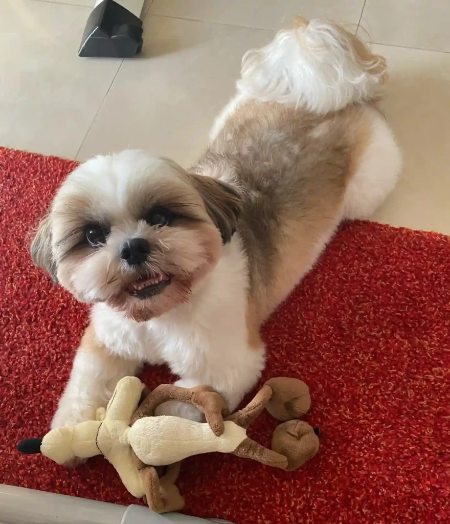 21 Must-Try Shih Tzu Grooming Styles! (Cool & Trendy) 8 the.dog .cassi 118508887 103932041404638 6604262440530027086 n