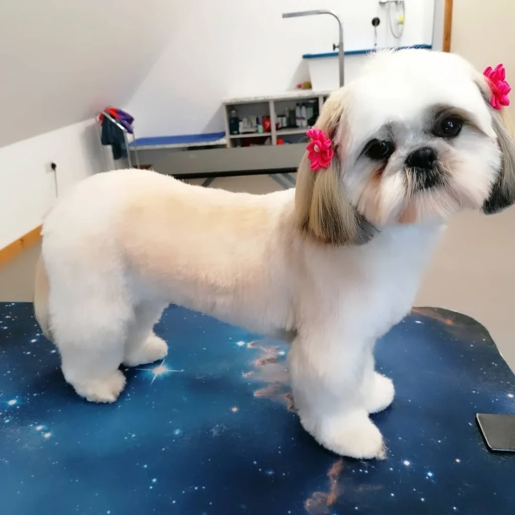 21 Must-Try Shih Tzu Grooming Styles! (Cool & Trendy) 7 the grooming loft 125524512 850892072403850 5585790564069843150 n