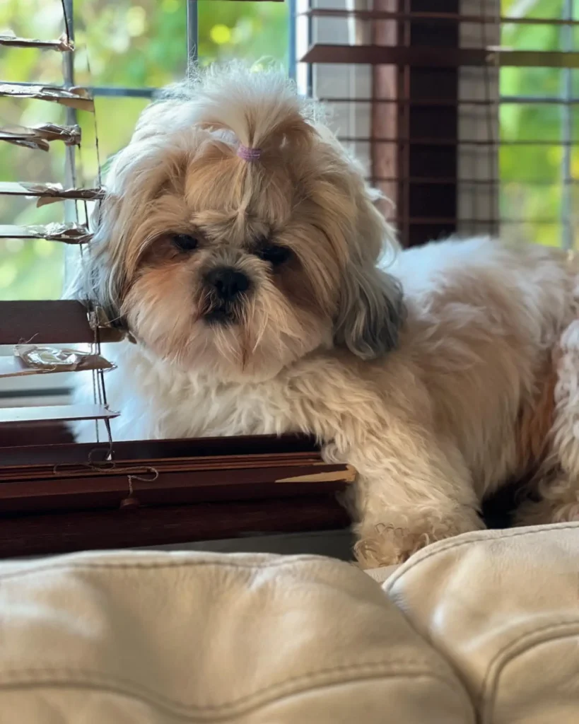 21 Must-Try Shih Tzu Grooming Styles! (Cool & Trendy) 6 truffle.23 463630681 3778898499015800 8321089943675853814 n
