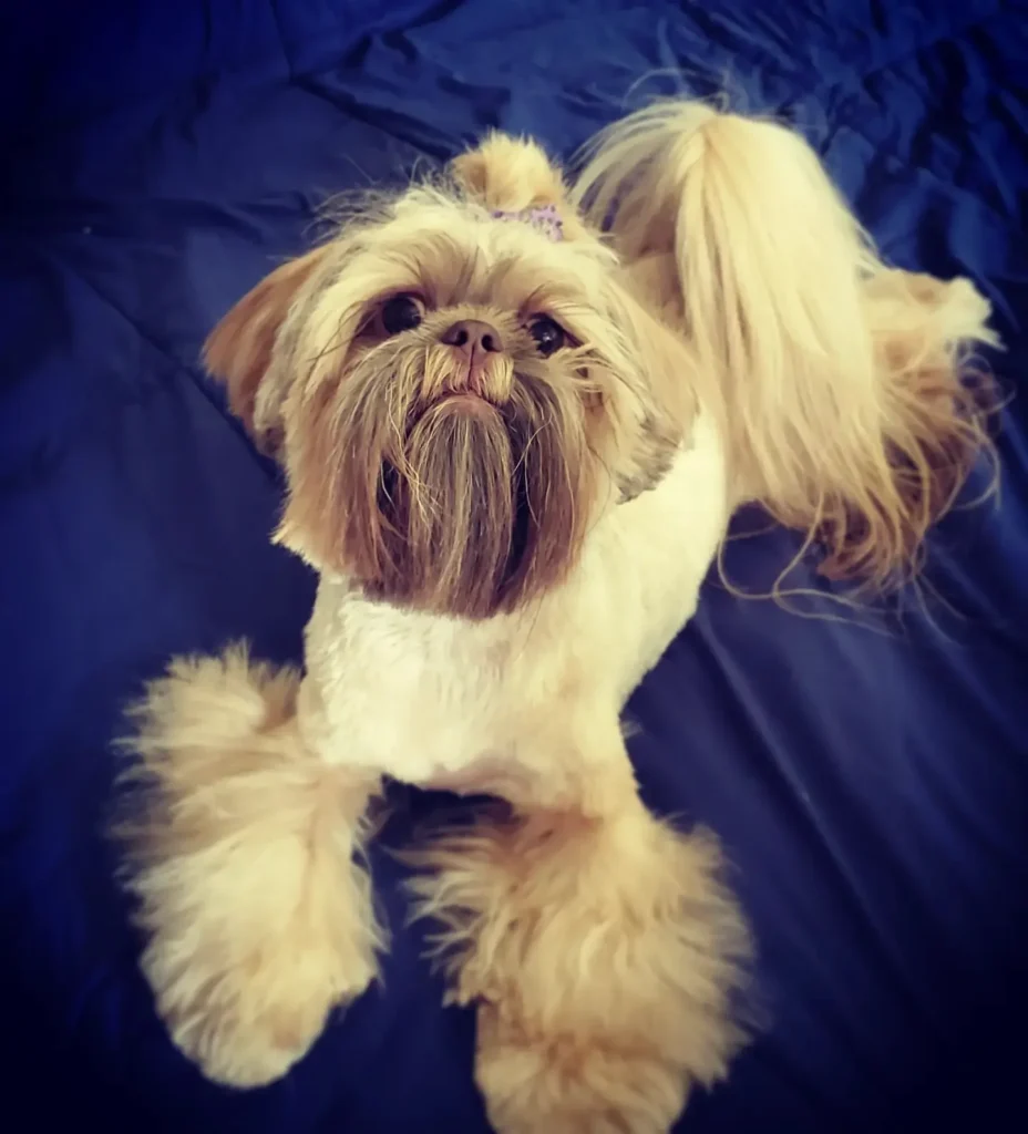 21 Must-Try Shih Tzu Grooming Styles! (Cool & Trendy) 5 yoko.shihtzu 241676195 959527447937288 3188202762956063805 n