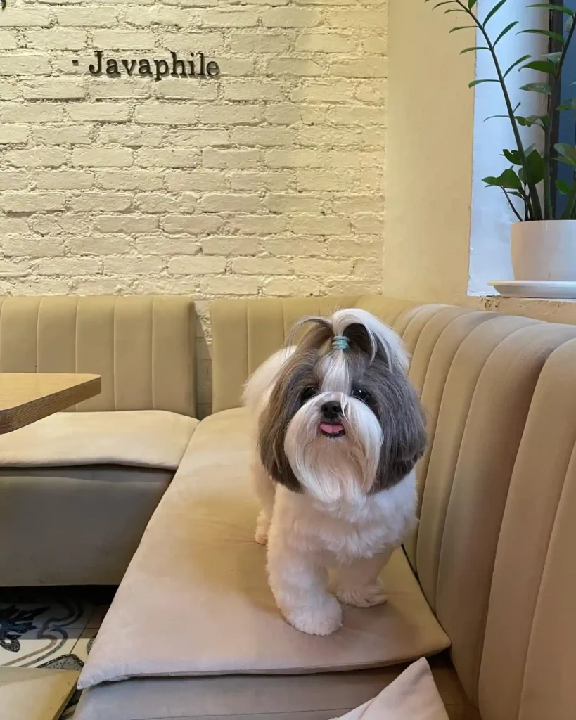 21 Must-Try Shih Tzu Grooming Styles! (Cool & Trendy) 4 zoiemistry 362348515 602122128708652 4154077121251624098 n