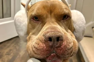 7 Facts Every Bully Breeds Dog Owner Should Know