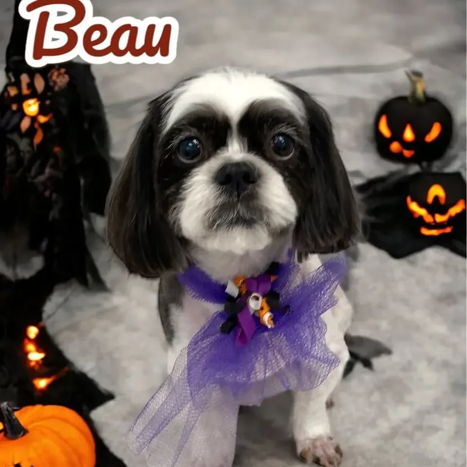 21 Must-Try Shih Tzu Grooming Styles! (Cool & Trendy) 3 beau theshihtzu 391458637 1358294241427223 7365712815090760253 n 1 edited
