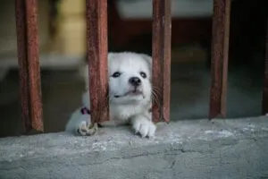 50 Soul Dog Quotes That Will Touch Your Heart