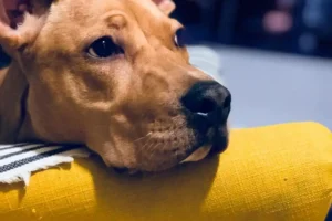 10 Things Your Dog Wishes You Knew 🐶💭