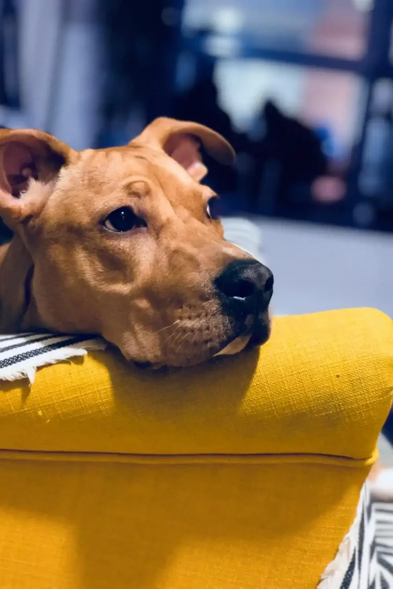 10 Things Your Dog Wishes You Knew 🐶💭