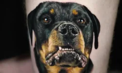 23 Stunning Rottweiler Tattoo Ideas You’ll Definitely Love