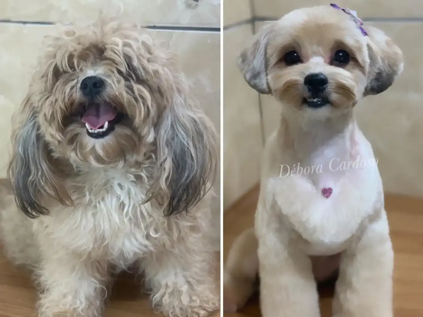20 Super-Cute Shipoo Dog Haircuts You’ll Totally Want to Try 9 groomerdeboracardoso edited