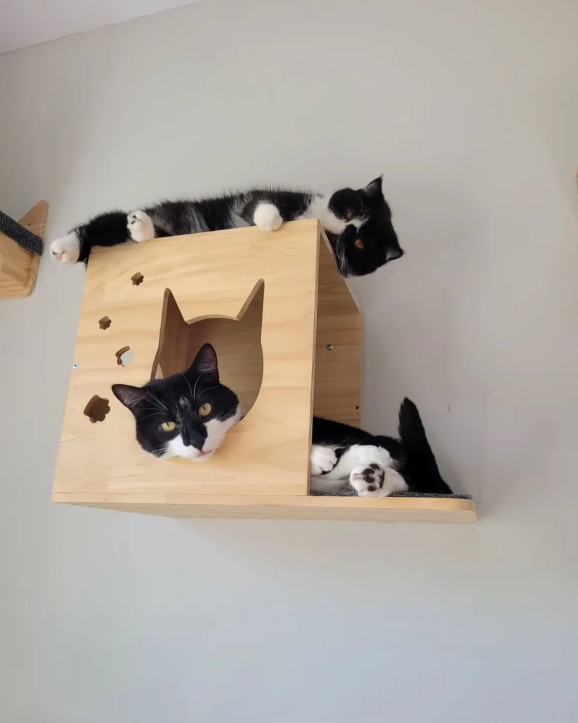 15 cat room ideas 12 For now I must share this throne with my big brother Feesol @tuxedo.amigos. But dont worry Im currently working on my plan for dethroning him .eshcat exoticshorthair exoticshorthaircat cat k