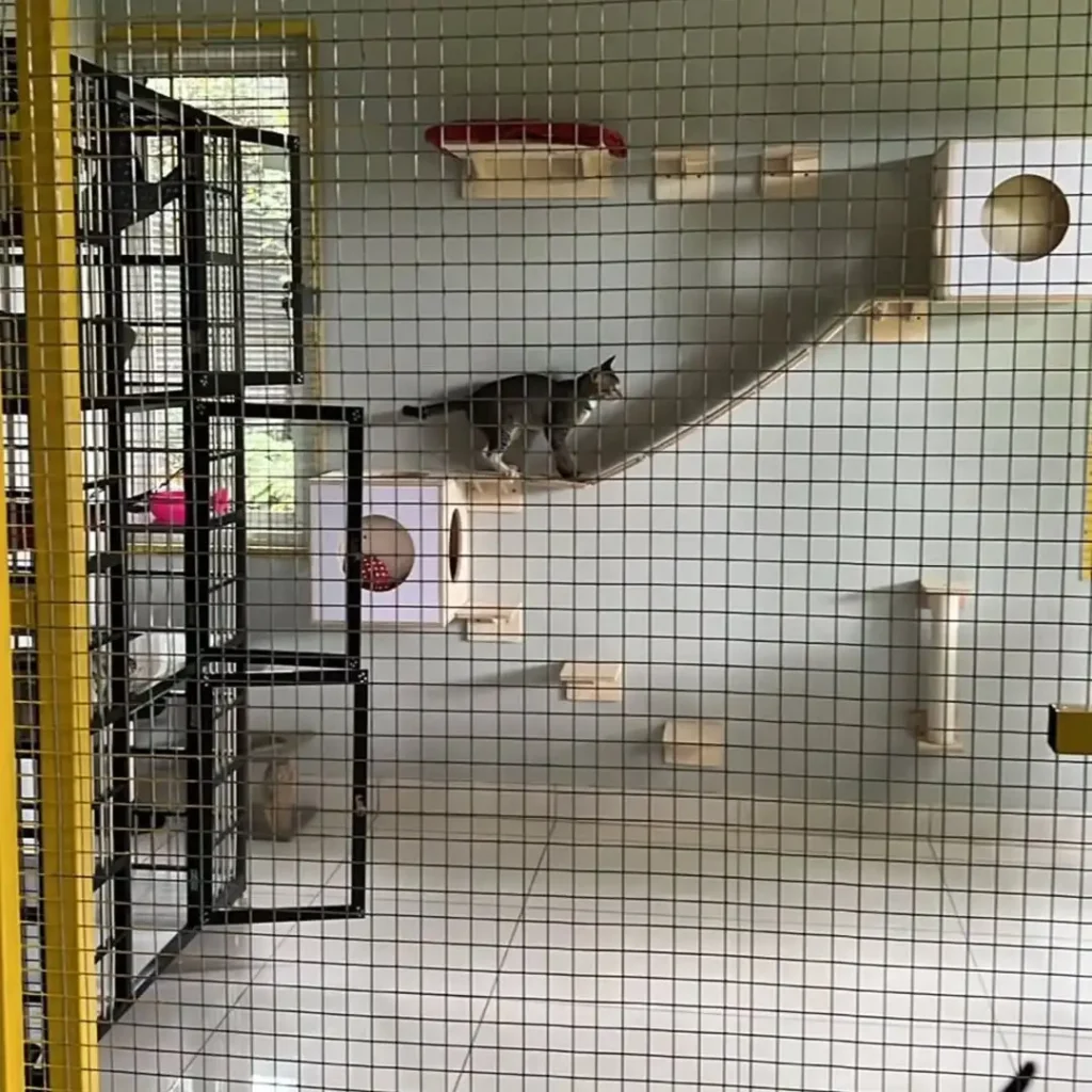 15 cat room ideas 2 cat room ideas 1