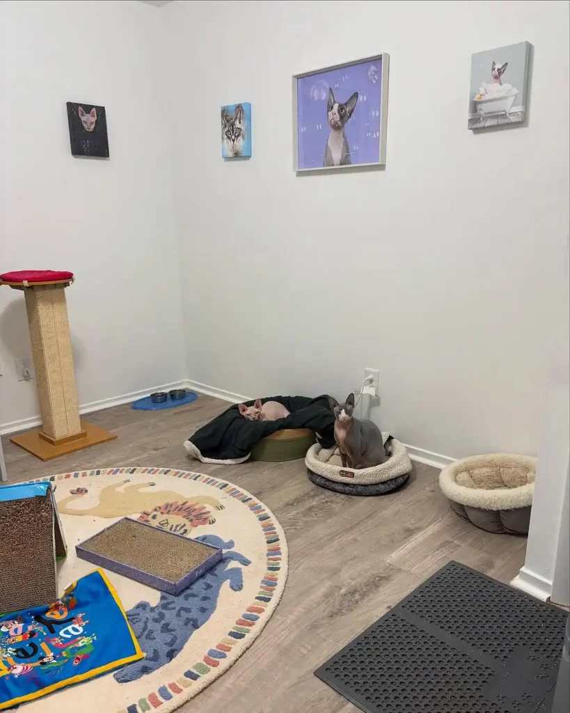 15 cat room ideas 11 cat room ideas 10