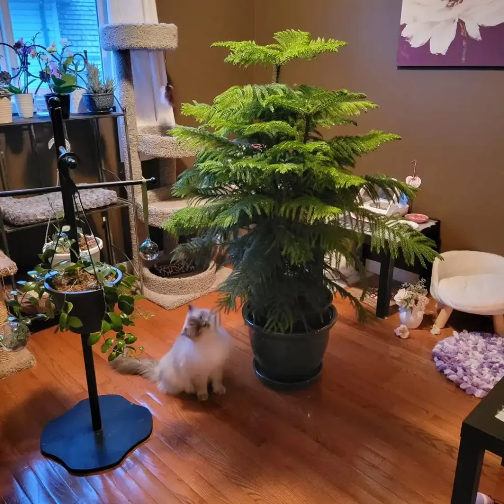 15 cat room ideas 14 cat room ideas 12