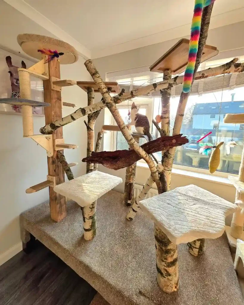 15 cat room ideas 4 cat room ideas 3
