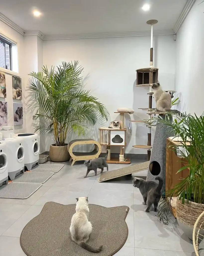 15 cat room ideas 7 cat room ideas 6