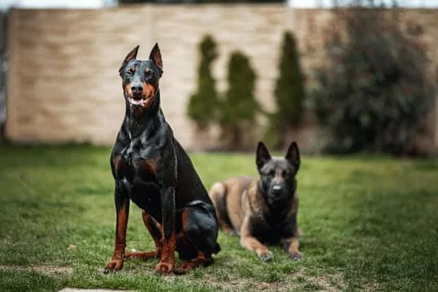 Why Are My Dog Balls Black? 7 Common Causes! 1 pexels jozef feher 356581 7432765