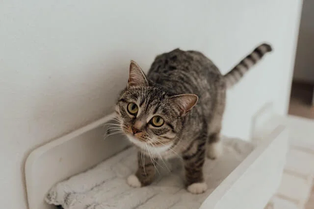 Why Do Cats Make Muffins? Are They Trying to Say Something? 1 why do cats make muffins: a cat standing on his bed from the front view.