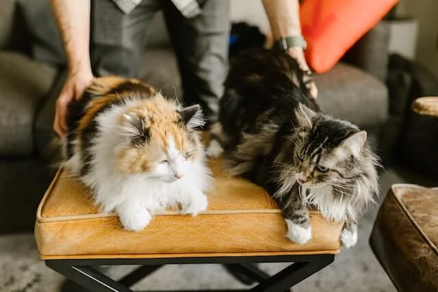 An owner pettifies two cats while they rest on the couch.

Why do cats like butt pats.
