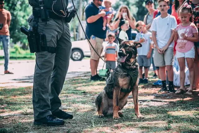 Do Police Dogs Get Paid? Yes! (Here's How) 1 Do police dogs get paid? A Police dog with policemen and children in the background.