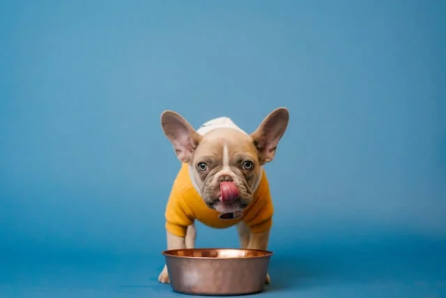 Can Dogs Eat Cream of Wheat? Explore Alternative Food/Cereals Options! 1 Can dogs eat cream of wheat?
Bulldog licking his tongue, bowl in front of him!