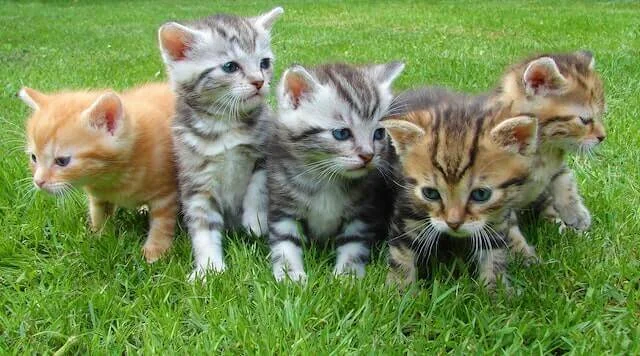 Front view of a group of cats sitting together.

Do Cats Have Adam's Apple
 