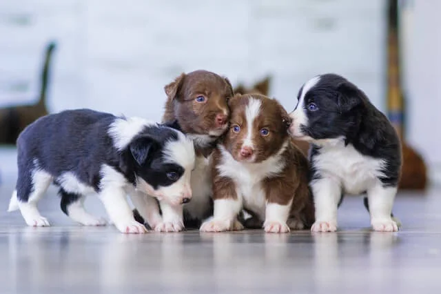 Are All Puppies Born With Blue Eyes? Do Those Beautiful Hues Last? 1 Are all puppies born with blue eyes?
A litter of adorable puppies with a mix of white and brown fur, and black and white fur, all with stunning blue eyes. They are cuddled up together, showing their strong bond as a family.