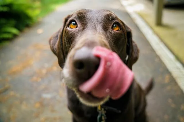 Why Do Dogs Like Lotion? Is It Tasty for Them? (7 Reasons) 1 This is a close-up shot of a brown dog sticking out its tongue