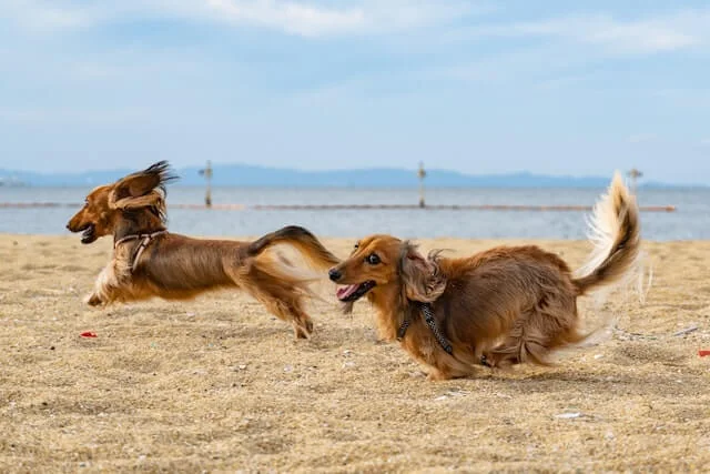 Are Long Haired Dachshunds Hypoallergenic? Do They Shed a Lot? 1 Are long haired dachshunds hypoallergenic? Two playful dachshunds, with long bodies and short legs, run side by side on the sandy beach with big grins on their faces. The waves from the ocean crash in the background, adding to the excitement of their beach adventure.