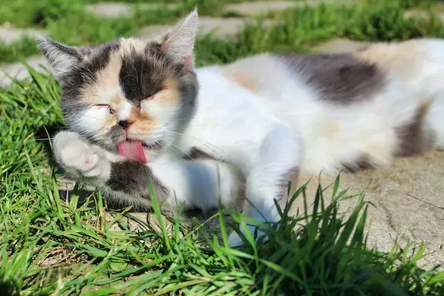 Why Do Cats Sleep With Their Tongue Out? 11 Key Reasons! 1 Why do cats sleep with their tongue out? A Cat with its tongue out licking its feet