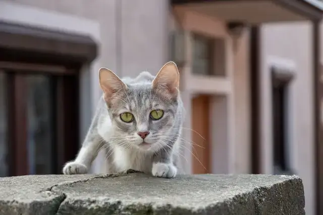 How fast are cats reflexes? Cute Gray Cat Looking at Camera
