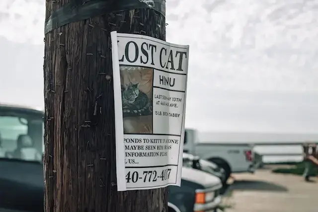 Do Lost Cats Come Back? When to Stop Looking for a Lost Cat? 1 When to stop looking for a lost cat? White Paper Signage on the Tree Bark.