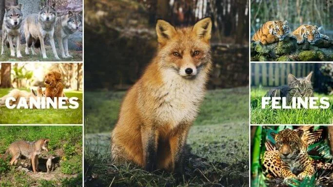 Are foxes canines or felines? Are foxes closer to dogs or cats? 1 Are foxes canines or felines? Comparison photo of a fox with canines and felines