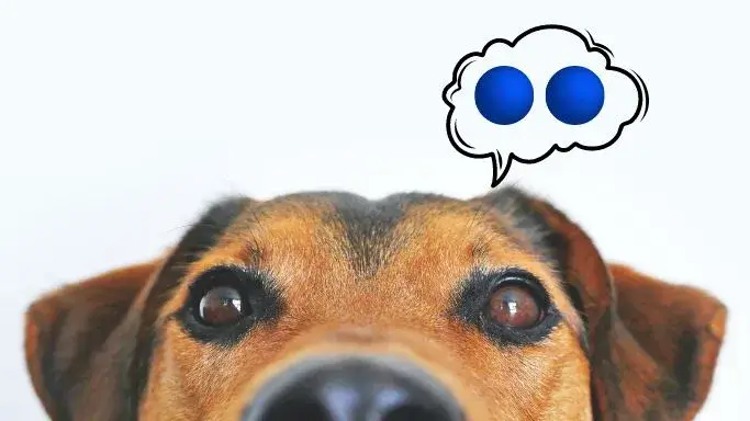 Can Dogs Get Blue Balls? Symptoms, Causes, & Treatment! 1 Can dogs get blue balls? Closeup Photo of Brown and Black Dog Face.