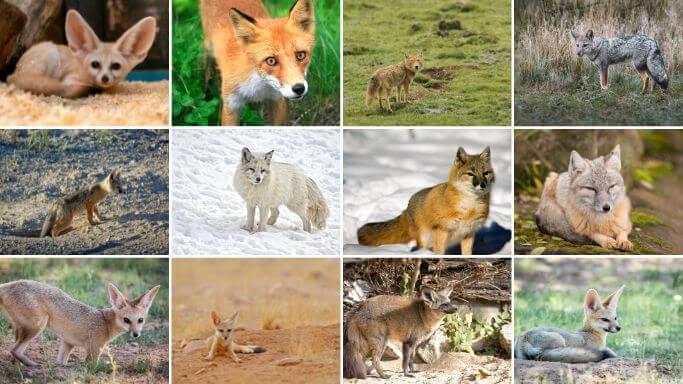 Are Foxes Canines Or Felines? Are Foxes Closer To Dogs Or Cats?