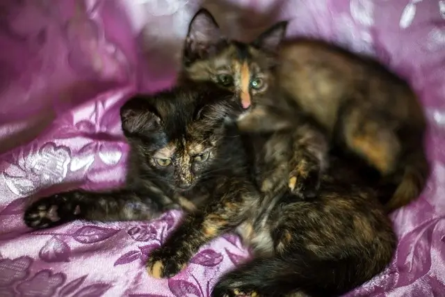 Tortoiseshell Cats & Friendship: Are They Really ‘One-Cat-Only’ Kitties? 1 Do tortoiseshell cats get along with other cats? Two Tortoiseshell kittens lying on bed.