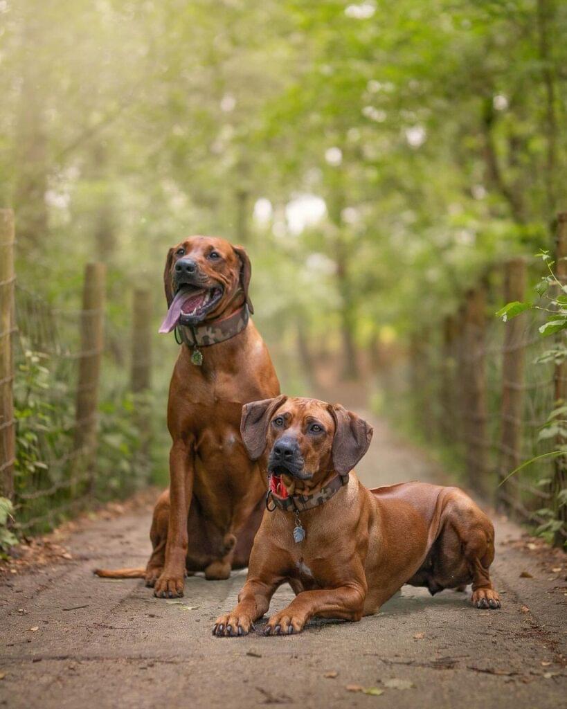 Mobile Ridgeback Rhodesian Ridgeback Vs Lion - Who Will Win?