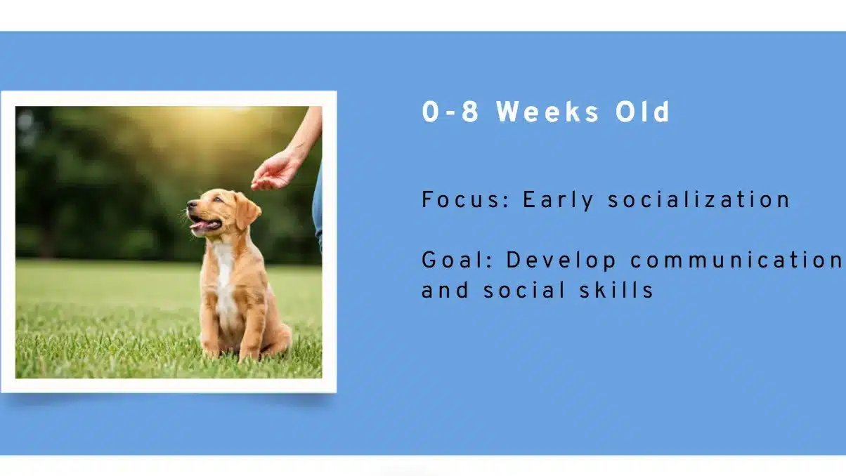 Puppy Training Schedule by Age: What to Teach and When 1 Screenshot 2024 11 16 194405 edited 1